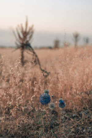 Flores Azules de Diente de León para Teléfono — Flores Fondos de pantalla