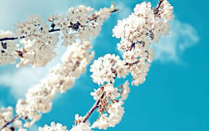 Fondo de pantalla de flores blancas de primavera