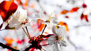 Fondo de pantalla de flores blancas de primavera completamente florecidas