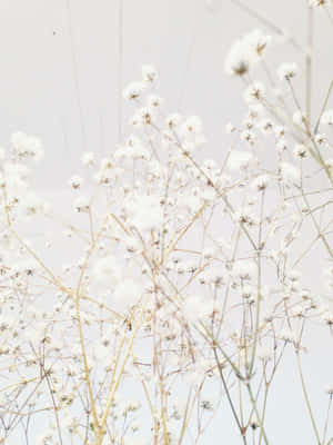 Fondo estético blanco — Estética blanca Fondos de pantalla