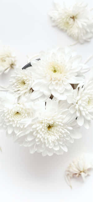 Fondo de iPhone blanco — Floral iPhone Fondos de pantalla