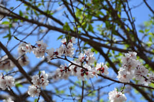 Árboles en flor, Fondo de ramas, 2 Fondos, Cielo azul — Cielo Azul Fondos de pantalla