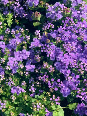 Flores Bluemink Floral para iPhone