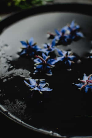 Flores de Borraja Azules para Teléfono — Flores Fondos de pantalla