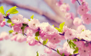 Fondo Floral Rosa
