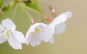 Fondo de Pantalla de Flores de Cerezo Blanco