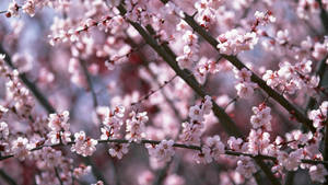 Fondo de Pantalla de Flores de Cerezo en Primavera