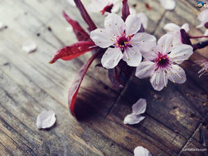Fondo de Pantalla de Flores de Cerezo Esparcidas