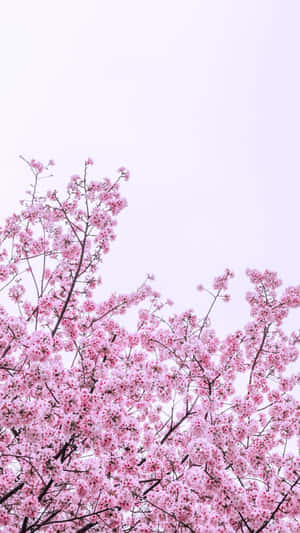 flores de cerezo rosadas en un árbol — Flor de cerezo Fondos de pantalla