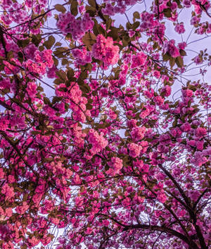 Fondo de pantalla de Flores de Cerezo Rosa Brillante — Galaxy Z Fold 6 Fondos de pantalla