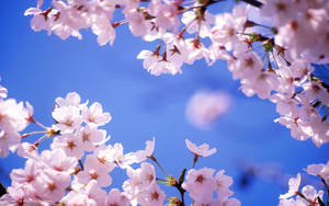 Fondo de Pantalla de Flores de Cerezo y Cielo