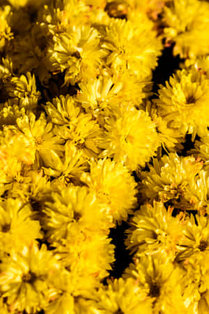 Flores de Crisantemo Amarillo Pastel Adorables — Amarillo aesthetic Fondos de pantalla