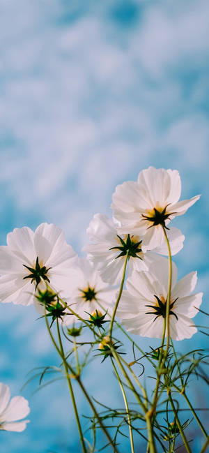 Fondo de pantalla de flores de primavera para iPhone 11 Pro Max — iPhone 11 Pro Max Fondos de pantalla