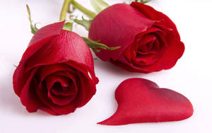 Fondos de pantalla de computadora de la belleza de la flor rosa roja — Flor de rosa Fondos de pantalla