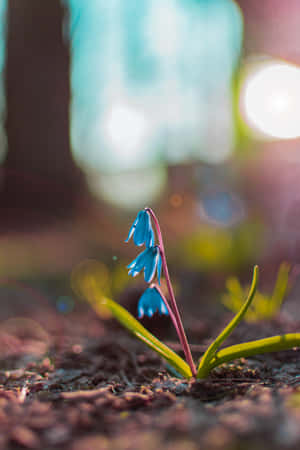 Flores de Squill Azules para Teléfono — Flores Fondos de pantalla