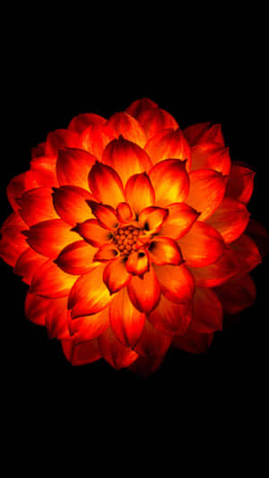 Flores Encantadoras: Un fondo floral para tu teléfono