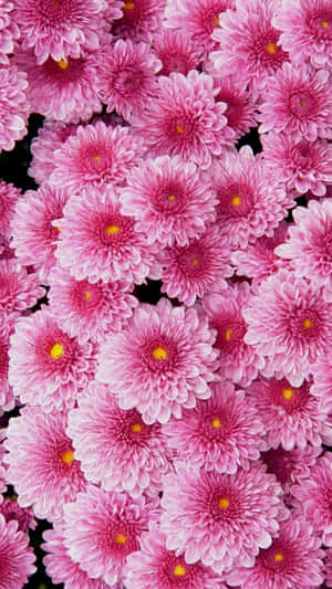 Flores Encantadoras: Un Fondo de Pantalla Impresionante