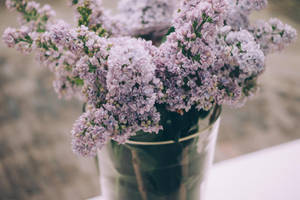 Pequeñas flores estéticas de lavanda en un jarrón — Estética lavanda Fondos de pantalla