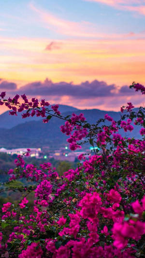 Flores Moradas al Atardecer en la Naturaleza