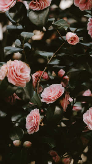 Imágenes rosas estéticas — Rosa aesthetic Fondos de pantalla