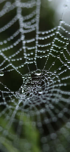 Fondo de telaraña — Realme P4 Lite Fondos de pantalla