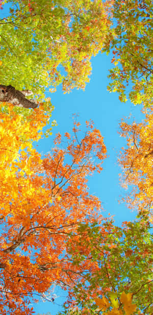 Fondo Otoñal para Pixel 3XL — Otoño Fondos de pantalla