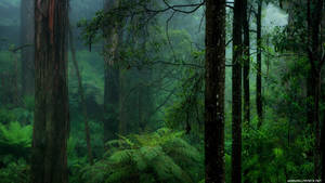 Fondo de Bosque Oscuro — Bosque oscuro Fondos de pantalla