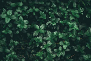 Fondo de Bosque Estético Verde Oscuro — Verde oscuro aesthetic Fondos de pantalla