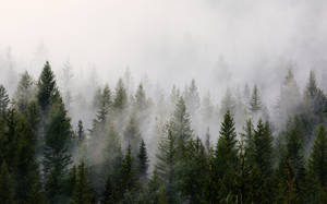 Fondo de Bosque Frío