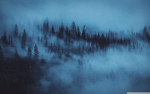 Fondo de bosque con niebla nocturna — Bosque Fondos de pantalla