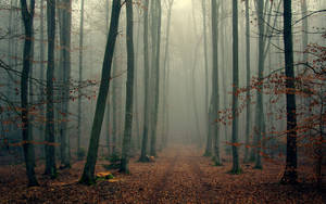 Fondo de Bosque Delgado — Bosque Fondos de pantalla