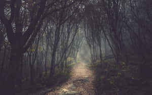 Fondo de Bosque Oscuro — Bosque Fondos de pantalla