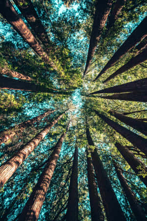 Fondo para iPhone — Vista del bosque Fondos de pantalla