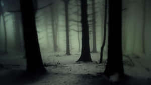 Fondo de Bosque Oscuro — Bosque Fondos de pantalla