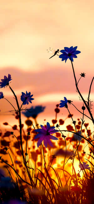 Fondo para teléfono — Honor Play Fondos de pantalla