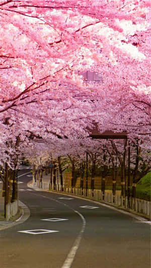 Fondo de Cerezo en Flor — Flor de cerezo Fondos de pantalla