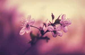 Fondo de Cerezo en Flor — Flor de cerezo Fondos de pantalla