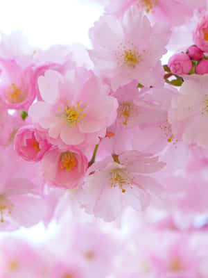 Fondo de Cerezo en Flor — Flor de cerezo Fondos de pantalla