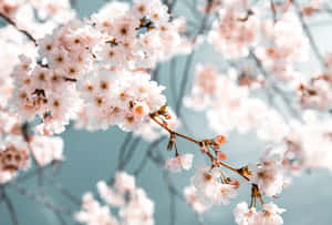 Fondo de Cerezo en Flor — Flor de cerezo Fondos de pantalla