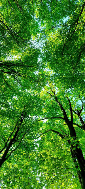 Fondo de Dosel Forestal Samsung A71 — Pixel 10 Fondos de pantalla