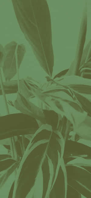 Fondo de estética verde — iPhone 15 Pro Max Fondos de pantalla