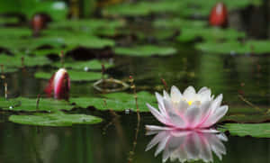 Fondo de Flor de Loto en Flor — Flor de loto Fondos de pantalla