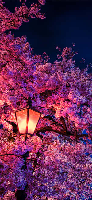 Fondo de Flor de Cerezo — Moto G Stylus 5G (2025) Fondos de pantalla