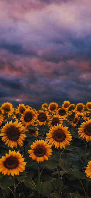 Fondo de Girasol — Infinix GT Fondos de pantalla