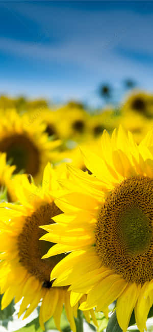 Fondo de Girasol — Nubia Focus 2 Fondos de pantalla
