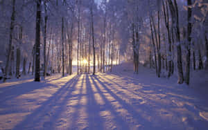 Fondo de Invierno — Invierno Fondos de pantalla