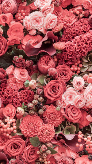 Rosas Rosadas iPhone Diferentes Tipos