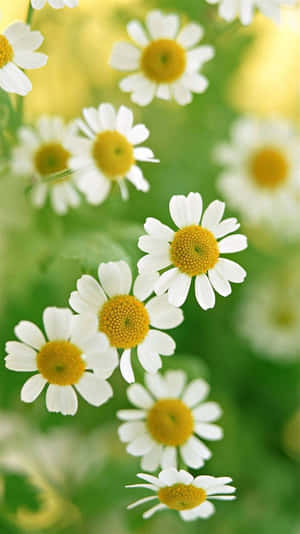 Fondo de Margaritas — Naturaleza iPhone Fondos de pantalla