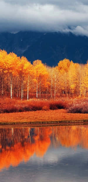 Fondo de Otoño Pixel 3XL
