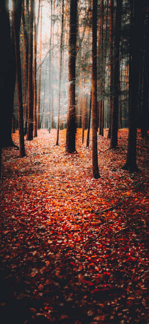 Fondo de Otoño — Moto G47 Fondos de pantalla